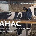 Ministarstvo poljoprivrede raspisalo javni poziv za podsticaje za nabavku kvalitetnih priplodnih grla Zrenjanin - Ministarstvo…