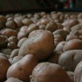 Zabranjen uvoz 43,3 tone krompira iz Austrije u Srpsku, a ovo je razlog