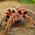 U Francuskoj zaplenjeno 1.000 crnih udovica, tarantula, zmija, kornjača i dve otrovne žabe