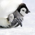 Hiljade beba carskih pingvina uginule zbog sve bržeg topljenja leda