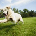 Pet omiljenih filmova sa psima u glavnim ulogama