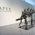 Stegosaurus Apeks postao je najskuplji fosil ikad prodat: Donosimo listu najviših iznosa plaćenih za dinosauruse