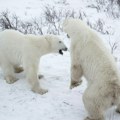 U napadu dva polarna medveda u Kanadi stradao jedan radnik