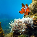 "Super-Nemo": Klovn ribe mogu da se smanje kako bi preživele više temperature mora