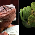Egzotične životinje osvajaju Novosađane: zmije, tarantule i iguane kao novi kućni ljubimci