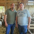 Ovčarstvo u Šumadiji druga najzastupljenija grana stočarstva