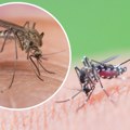 Opasna groznica se širi Severnom Makedonijom. Sprovedeno vanredno prskanje komaraca