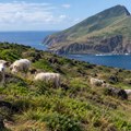 Doveli su 100 ovaca na ostrvo zbog uzgoja i ostavili ih bez nadzora godinama: Gotovo vek kasnije zatekli su prizor koji nisu…