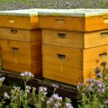 Zbog azijskih stršljanova pala proizvodnja meda u Evropi