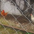 Na mestu stare pruge na Detelinari, "pojavio" se kokošinjac (FOTO)