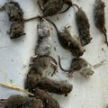 Lovcu i ćerkici (4) pretili smrću zbog pacova: Ubio ih je oko 50.000, kaže da postaju sve "veći i smeliji"