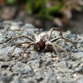 Nosferatu hara Evropom Opasan pauk došao s Mediterana, a da li će stići i u Srbiju? Evo šta da radite ako vas ujede