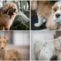 Luksuz na četiri šape: Najskuplje rase pasa, jedno štene po ceni luksuznog stana