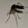Ciklonizacija upozorava pčelare da sklone košnice Tretmani protiv komaraca počinju 3. jula