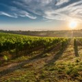Američke carine bile bi katastrofa za francusko vinogradarstvo