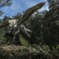 Reptili sa “avionskim” krilima