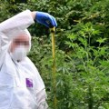 (Foto) otkrivena plantaža marihuane usred bora: Policija upala kod muškarca (33) u stan, pa ostala u šoku: Evo šta mu je sve…
