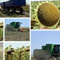 Suncokret odlično rodio tamo gde se radilo kako treba na vojvođanskim poljima žanju se uljarice