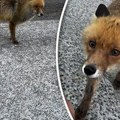"Pa nije međed!": Poznati Crnogorac snimio lisicu na putu, prišao joj bez straha, "šta čeka jadne životinje"