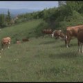 Suša u Sjenici ne jenjava: Bez dovoljno vode stotine domaćinstava