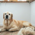 Jesenje linjanje pasa i mačaka: Kako da zaštitite krzno ljubimca i sačuvate dom od dlaka