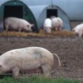 Udruženje proizvođača reagovalo zbog pokušaja obaranja cene svinja