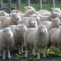 Ovce na auto-putu u BiH, vozačima savet da povećaju oprez
