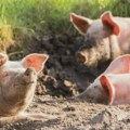 U Farkaždinu se pojavila svinjska kuga, naložene biosigurnosne mere