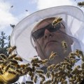 Košnice s pet miliona pčela spale s kamiona u Kanadi, od vozača se traži da zatvore prozore