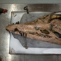 Arheologija: Morsko čudovište pliosaurus ušlo u Ginisovu knjigu rekorda
