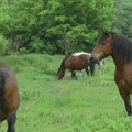 Uhapšen zbog zlostavljanja životinja Konje držao u takvim uslovima da su dva uginula od gladi i bolesti