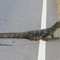 Krokodil na sred ulice, u Srbiji? Da, moguće je! Ali obrt ove priče je zaista lud (foto)