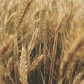 Засијано више пшенице, кукуруза и сунцокрета, а смањена сјетва шећерне репе