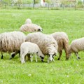 Bolest plavog jezika na dva poljoprivredna gazdinstva u okolini Bosilegrada