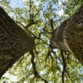 Projekat TreeGems: Popis „svetih stabala“ u Šumadiji