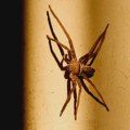 Tri jednostavna trika kojima ćete oterati paukove iz kuće