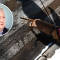 Led i so su kobni za ove rase pasa: Veterinar Lazić upozorava na kraće šetnje, samo neka obave nuždu