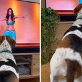 Ugledao trbušnu plesačicu pa i on zavrckao guzom: Ovaj pas je prirodni talenat, i ljudi su oduševljeni