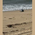 Misteriozne "svemirske kugle" osvanule na plaži u Australiji: Tamošnja svemirska agencija pronašla "verovatan izvor" (FOTO)