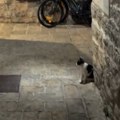 Ovo može samo u Budvi! Mačka na neobičan način "mami" prolaznike u lokal, fotka sa stola nasmejala milione: "Dajte joj…