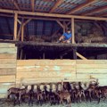 Nemanja Vujanić iz Vrbasa ima farmu sa 140 alpskih koza, pravi sireve i mlečne proizvode i ne pravi kompromise oko kvaliteta