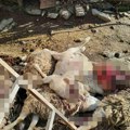 Psi lutalice napravili pokolj u selu Dadince! Od celog tora ostala samo jedna ovca: Meštani u strahu, ovo se nikad nije…