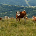 Sve veći posedi, sve manje krava: Šta znače rezultati novog poljoprivrednog popisa u svetlu klimatskih promena?