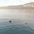 Snimljena ajkula u jadranskom moru: Ljudi u strahu, kažu da je džinovska! U pitanju je ugrožena vrsta (foto)
