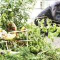 Najstarija gorila na svetu napunila 67 godina