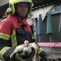 Oko hiljadu pasa, zmija i drugih životinja izgorelo u požaru na pijaci u Bangkoku