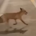 Ljudi u šoku, šta to trči po ulici? Divlja životinja viđena u centru Banjaluke (VIDEO)