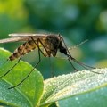 Naučnici predlažu novi način lečenja komaraca od malarije