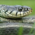 Raskomadana zmija nasred ulice u centru Beograda Najpoznatiji hvatač Vladica ocenio: Najverovatnije je prošla kroz šaht, po…