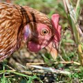 Španija zabranjuje uzgoj živine zbog ptičjeg gripa